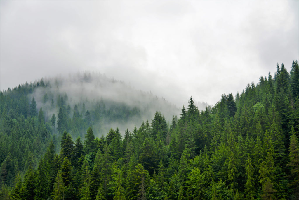 Background image for Carbon Dioxide Removal: Forests
