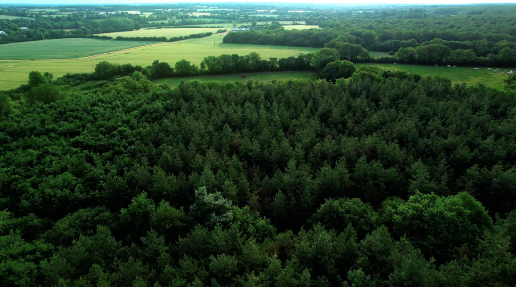 Featured image for Forests